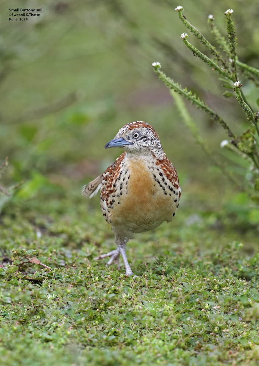 Small Buttonquail - ML621626181