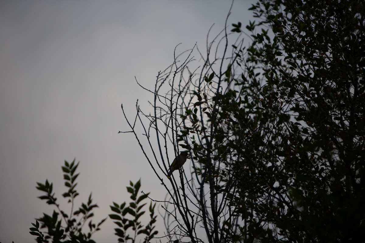 Cedar Waxwing - ML621626185