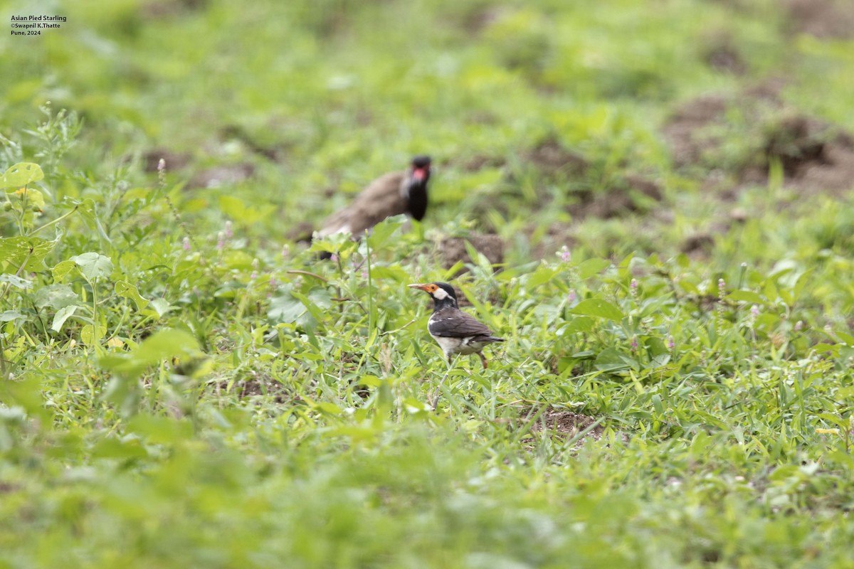 Indian Pied Starling - ML621626188