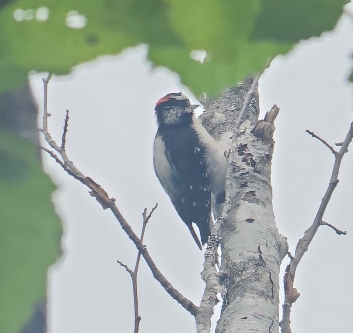 Downy Woodpecker - ML621626194