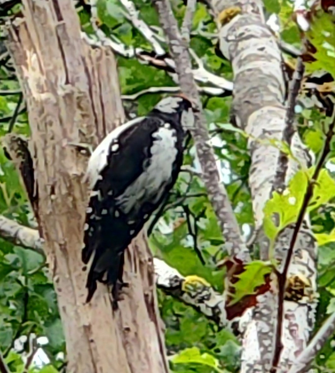 Downy Woodpecker - ML621626195