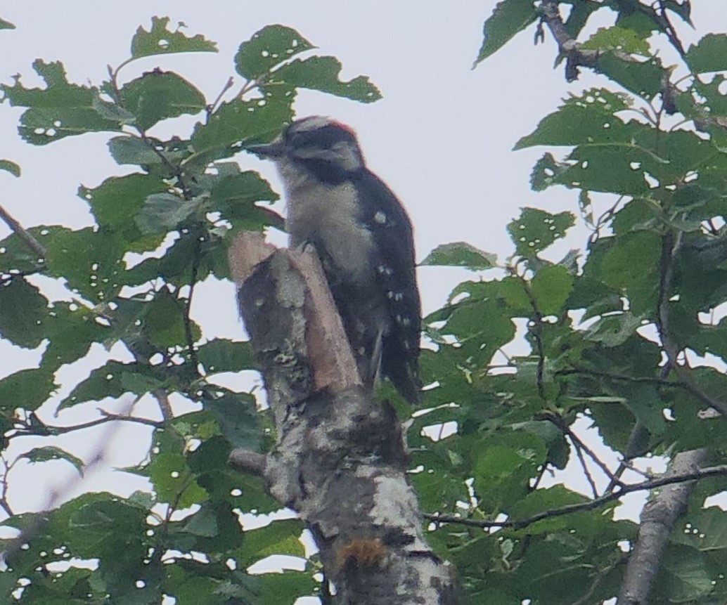 Downy Woodpecker - Gwen Baluss