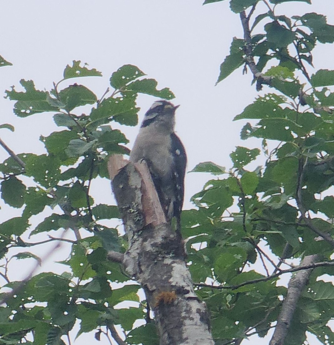 Downy Woodpecker - ML621626197