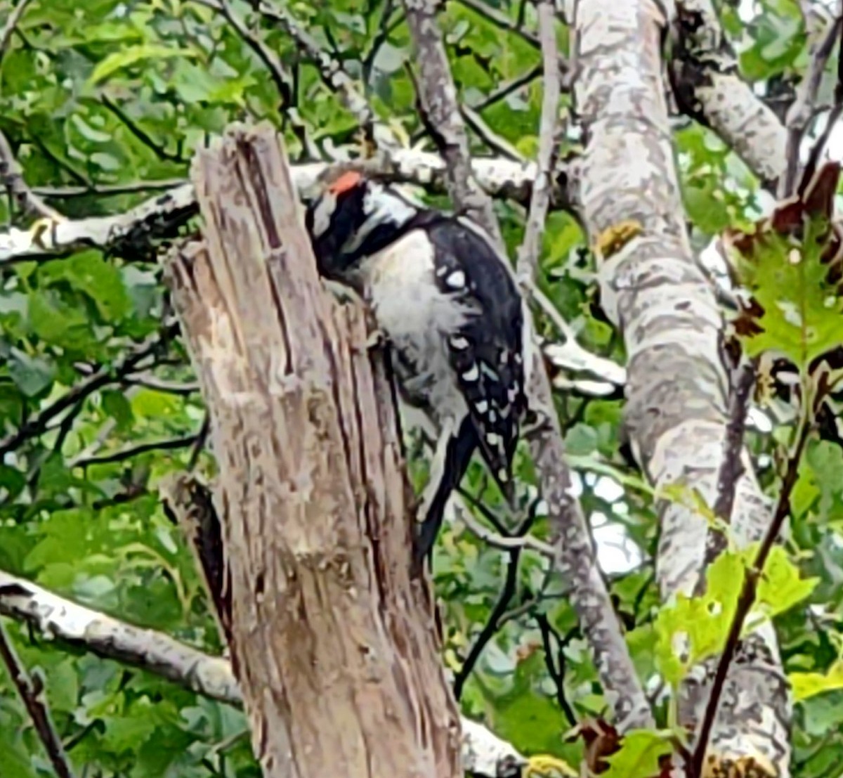 Downy Woodpecker - ML621626198