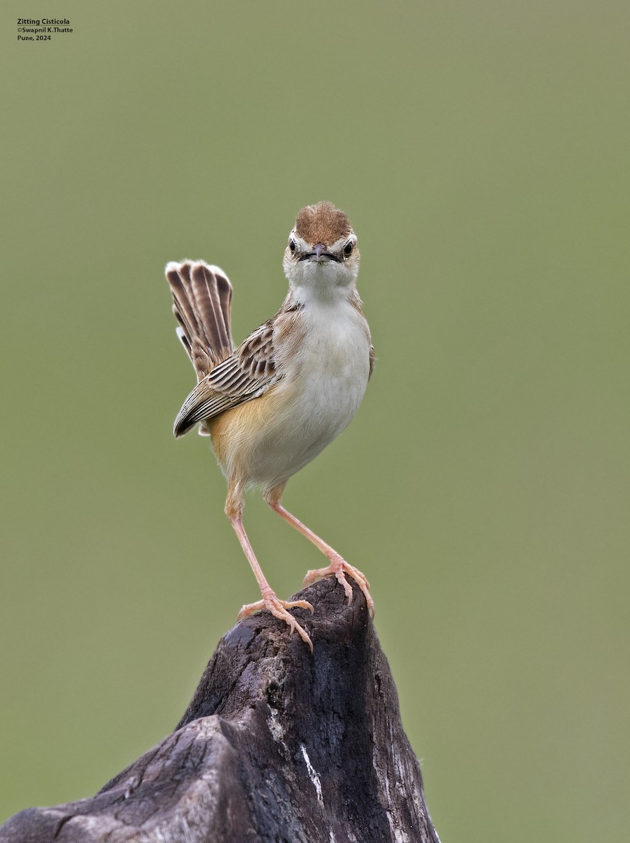 Zitting Cisticola - ML621626199