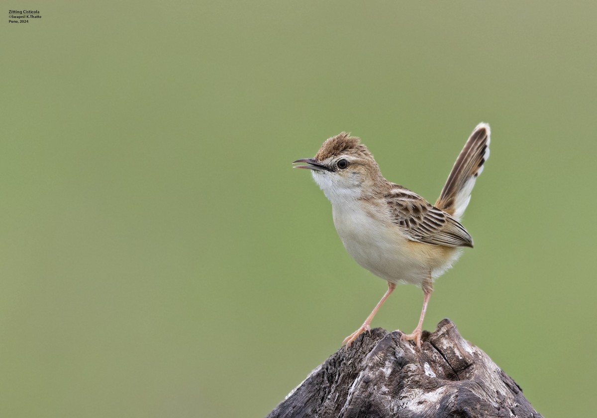 Zitting Cisticola - ML621626200