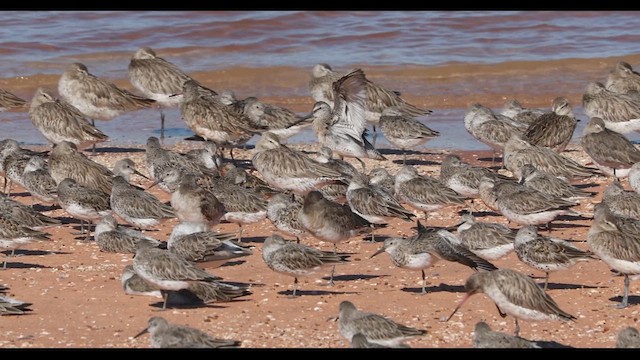 Asian Dowitcher - ML621626215