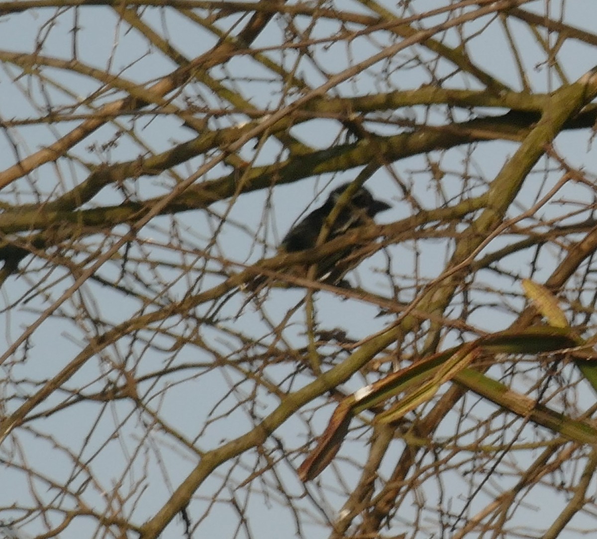 Spot-flanked Barbet - ML621626353