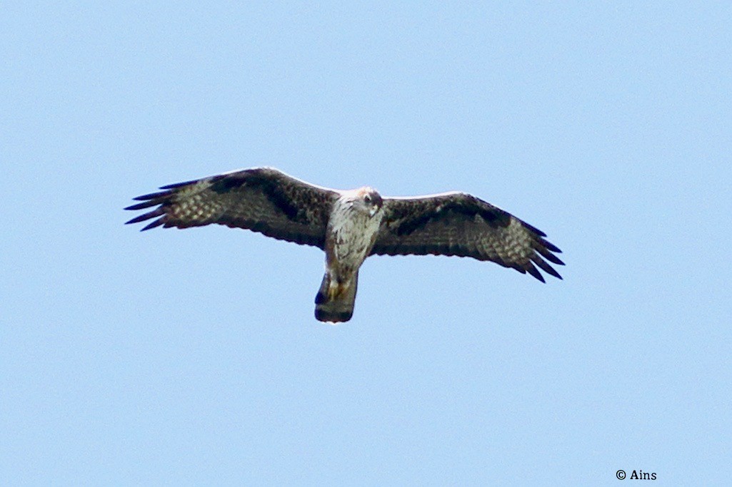 Bonelli's Eagle - ML621626358