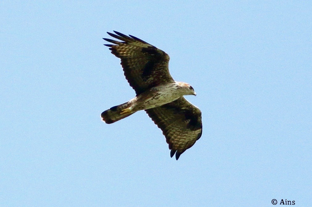 Bonelli's Eagle - ML621626359