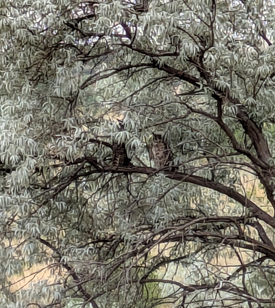 Ebird checklist 18 jul 2024 el paso county dmv colorado springs