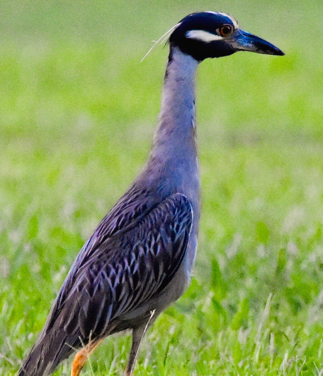 Yellow-crowned Night Heron - ML621626433