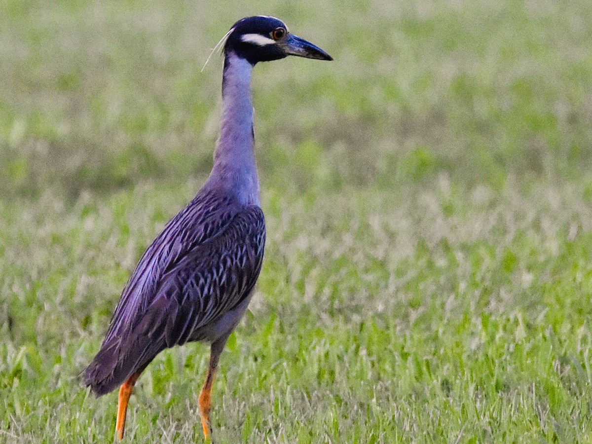 Yellow-crowned Night Heron - ML621626436