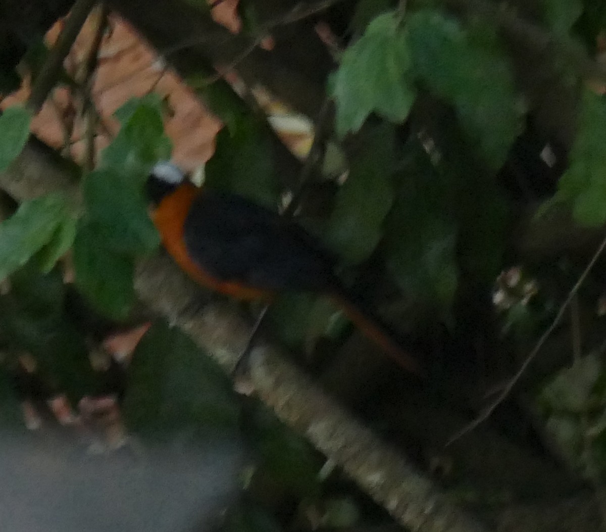 Snowy-crowned Robin-Chat - ML621626482