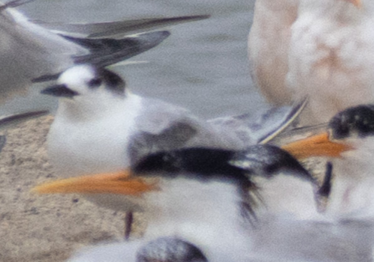 Common Tern - ML621626512