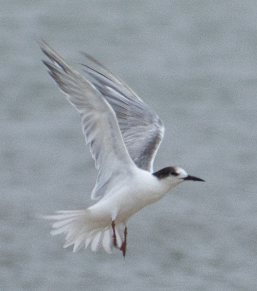 Common Tern - ML621626515