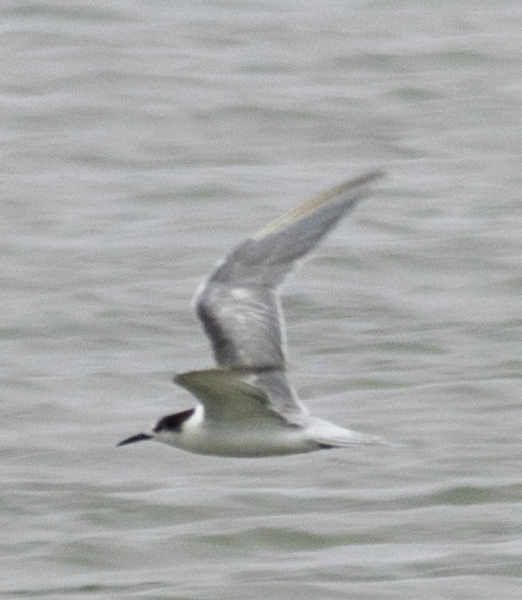 Common Tern - ML621626516