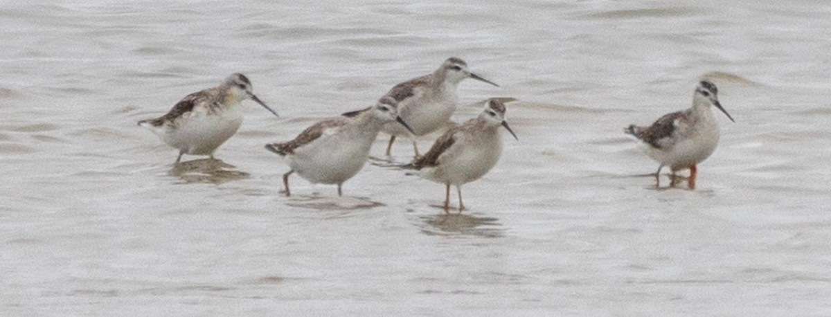 Wilson's Phalarope - ML621626522