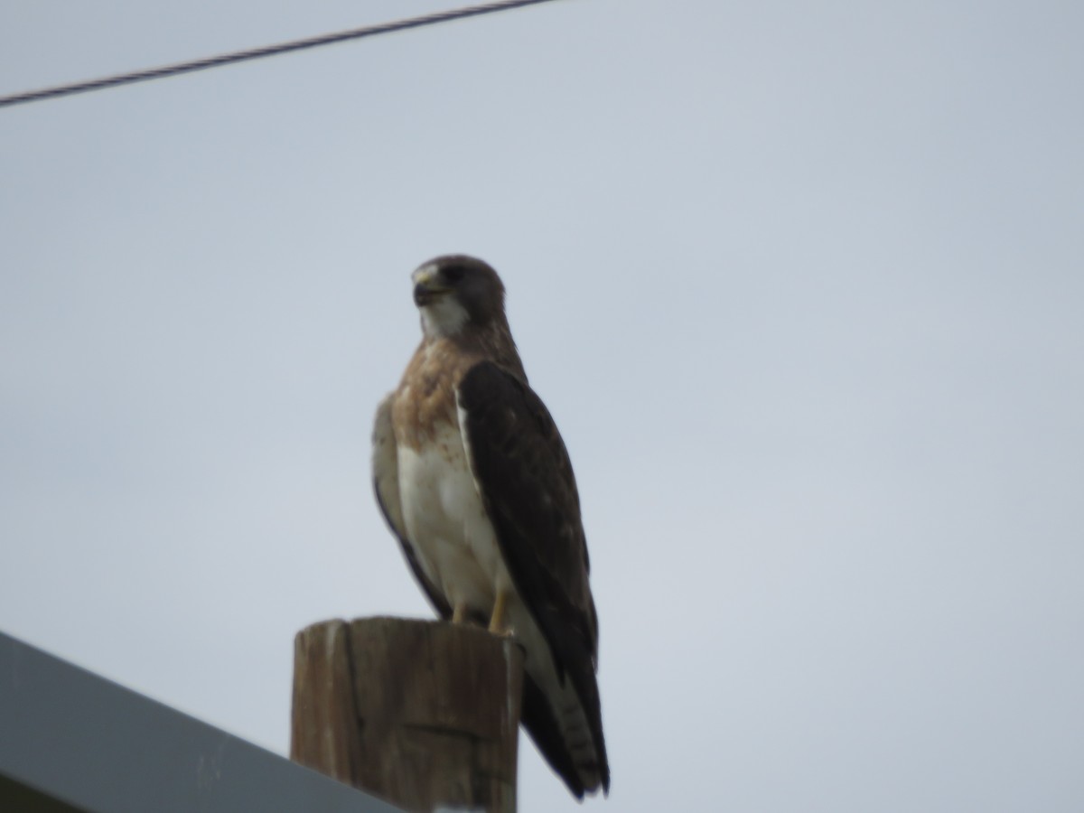 Swainson's Hawk - Diana Fenstermaker