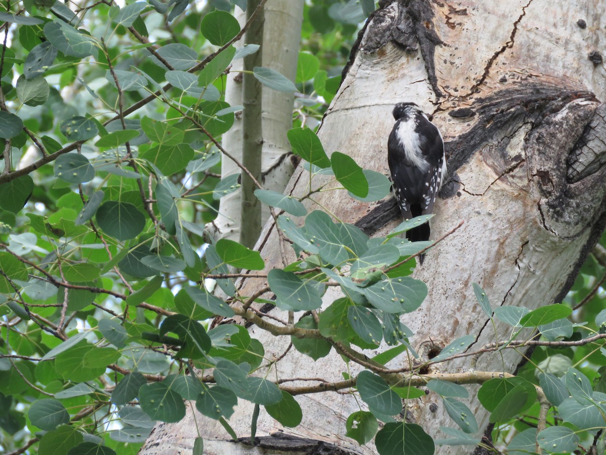 Hairy Woodpecker - ML621626561