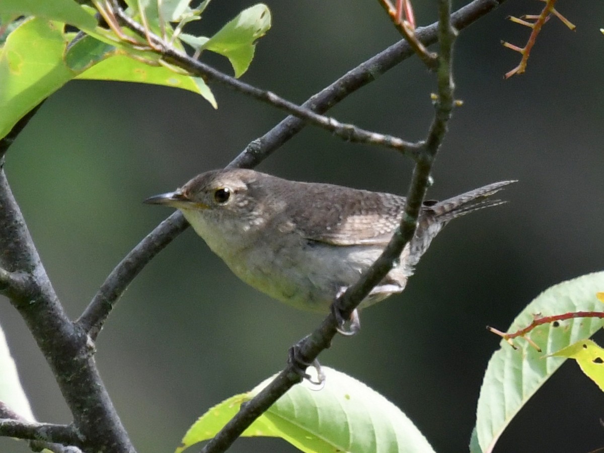 House Wren - ML621626574