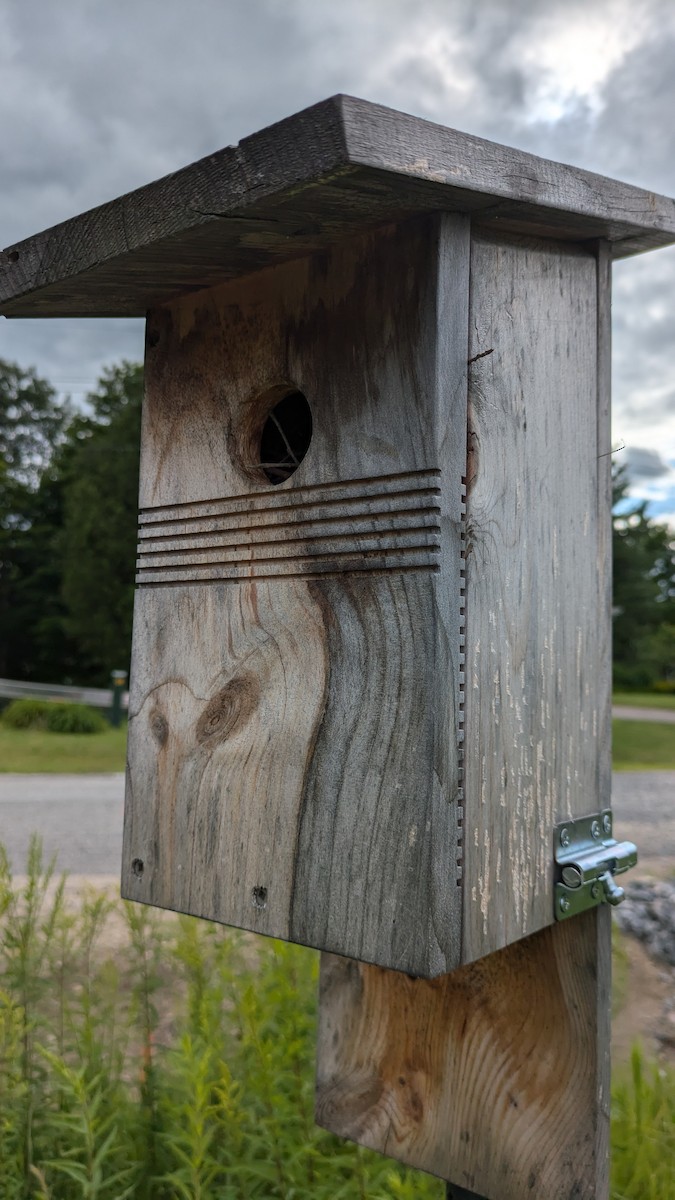 House Wren - ML621626694