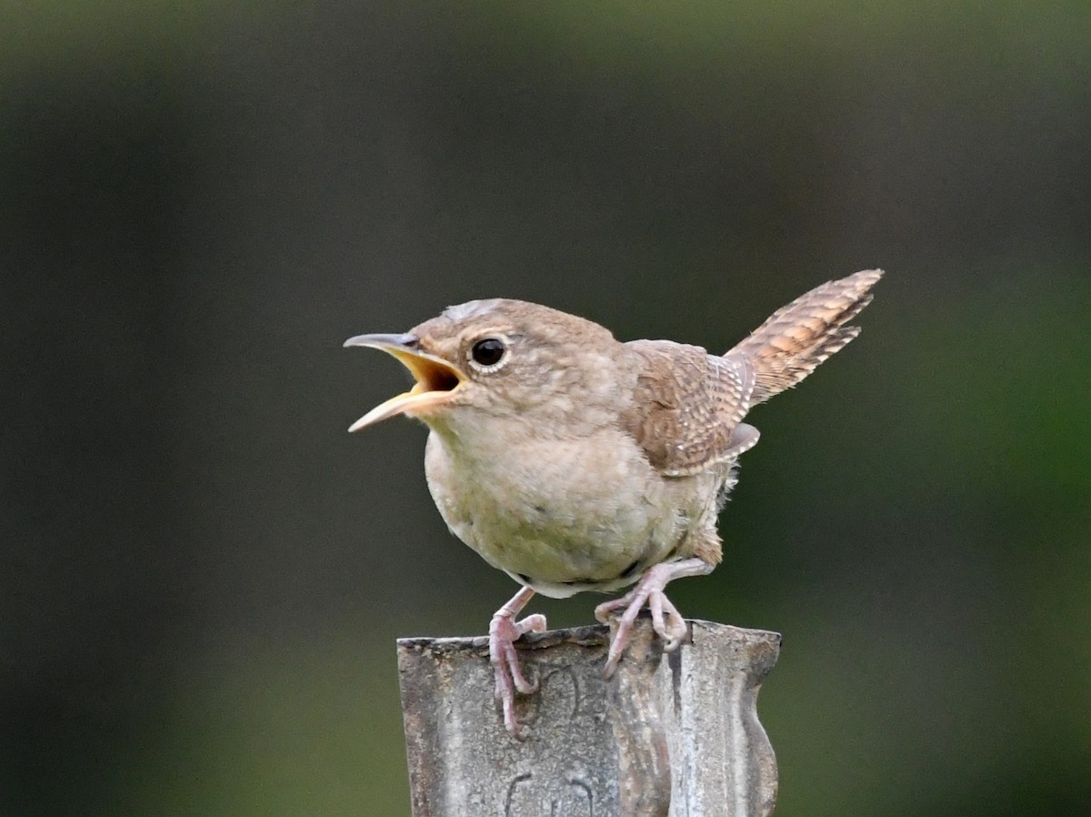 House Wren - ML621626742