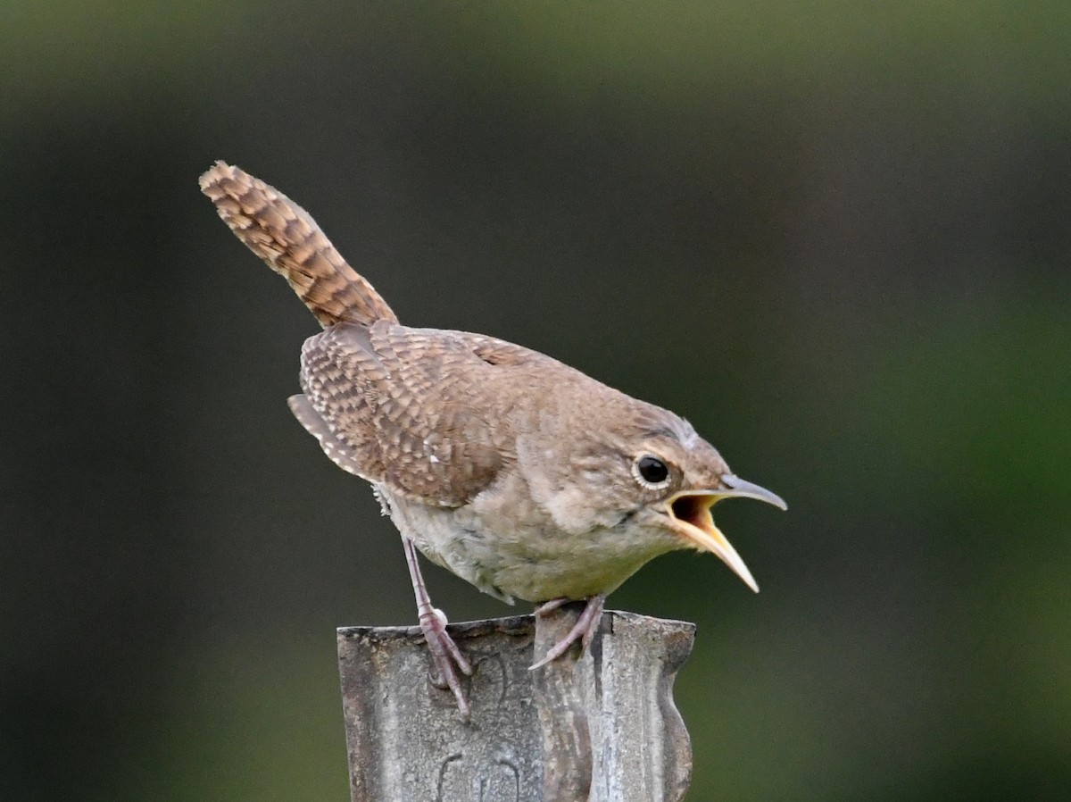 House Wren - ML621626743