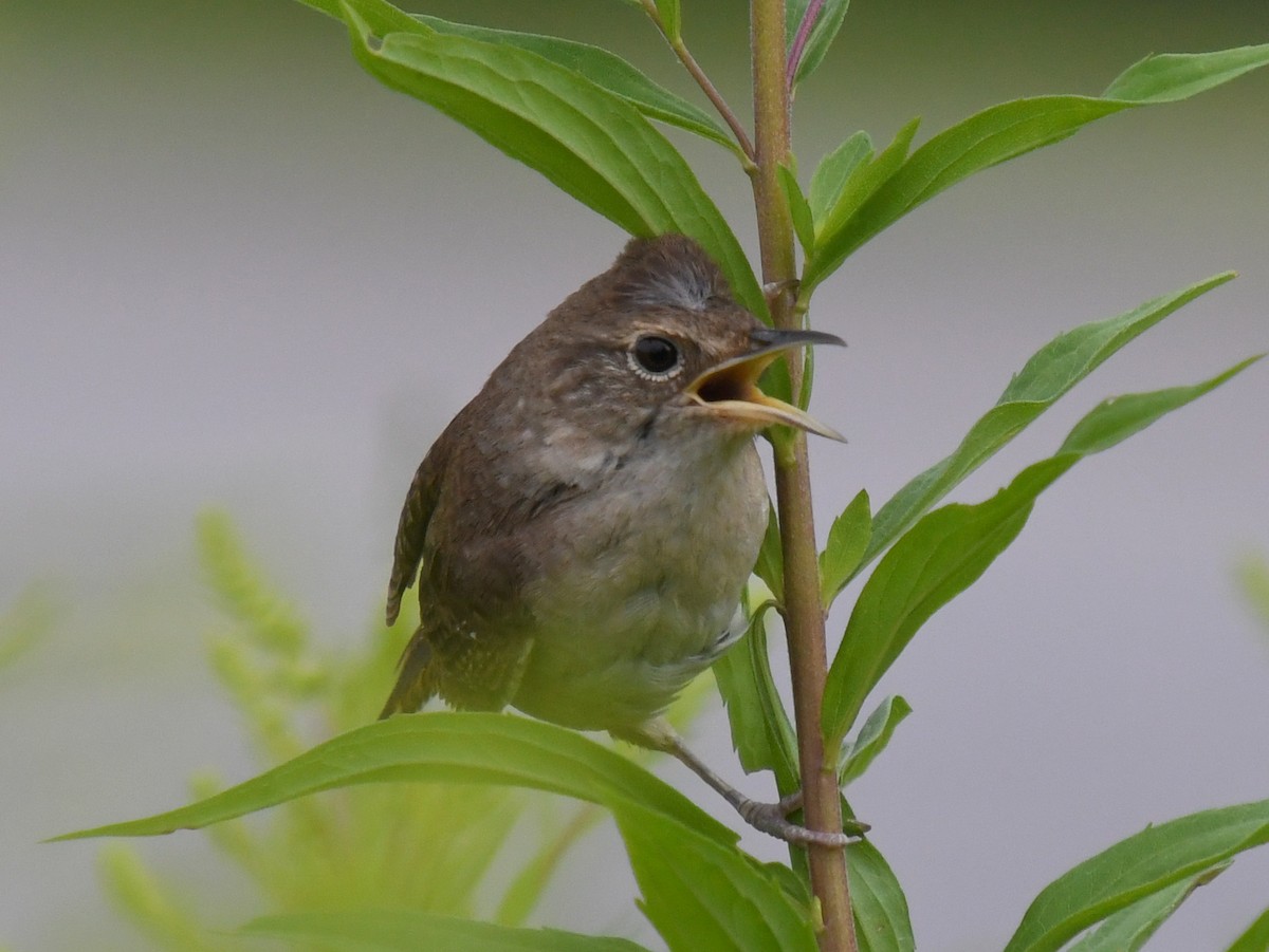 House Wren - ML621626746