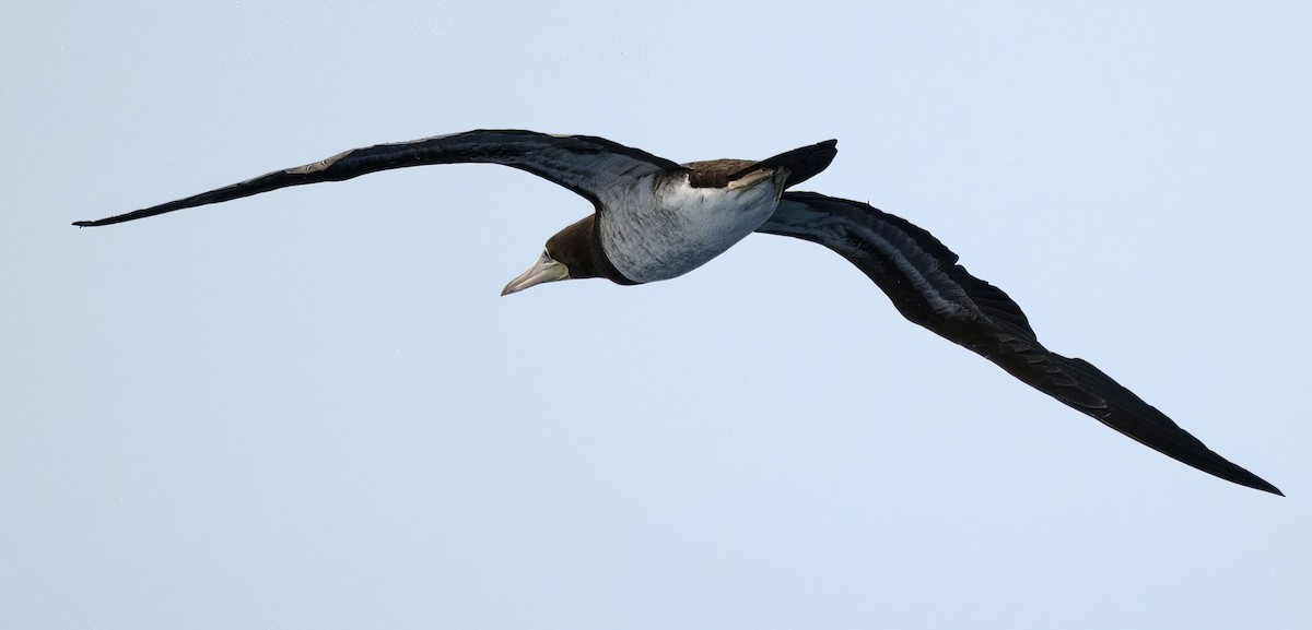 Brown Booby - ML621626747