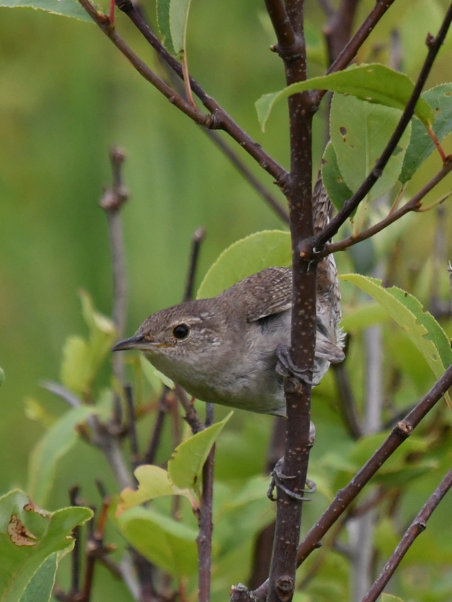 House Wren - ML621626752