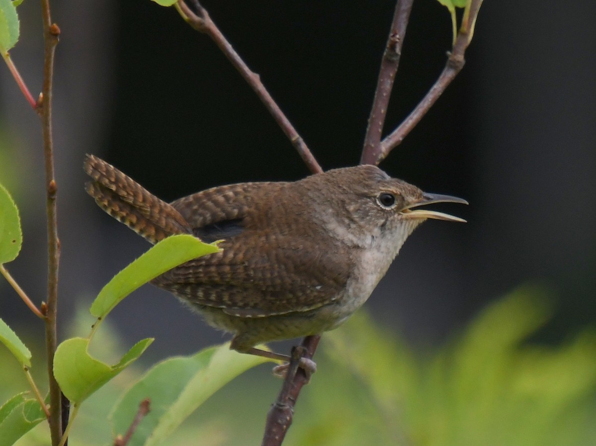 House Wren - Wendy Hill