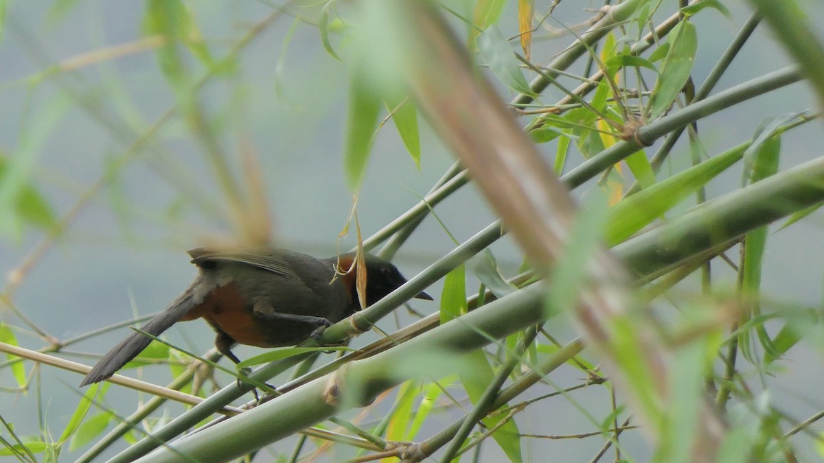 Rufous-necked Laughingthrush - ML621626799