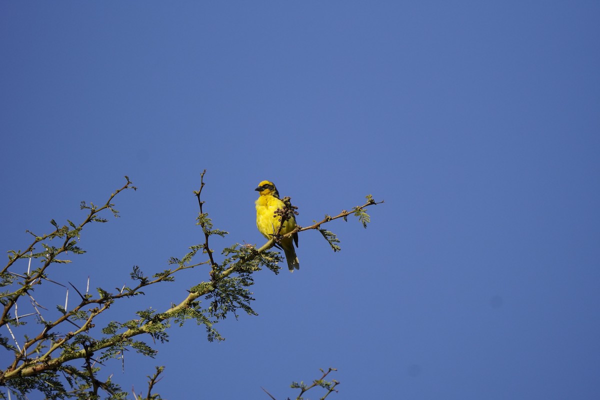 Baglafecht Weaver - ML621626809