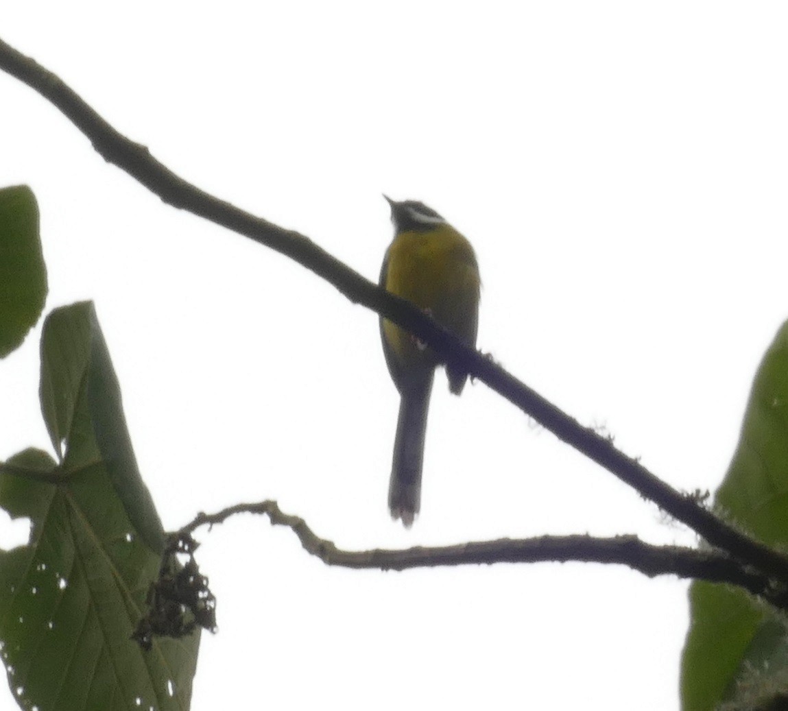 Black-throated Apalis - ML621626815