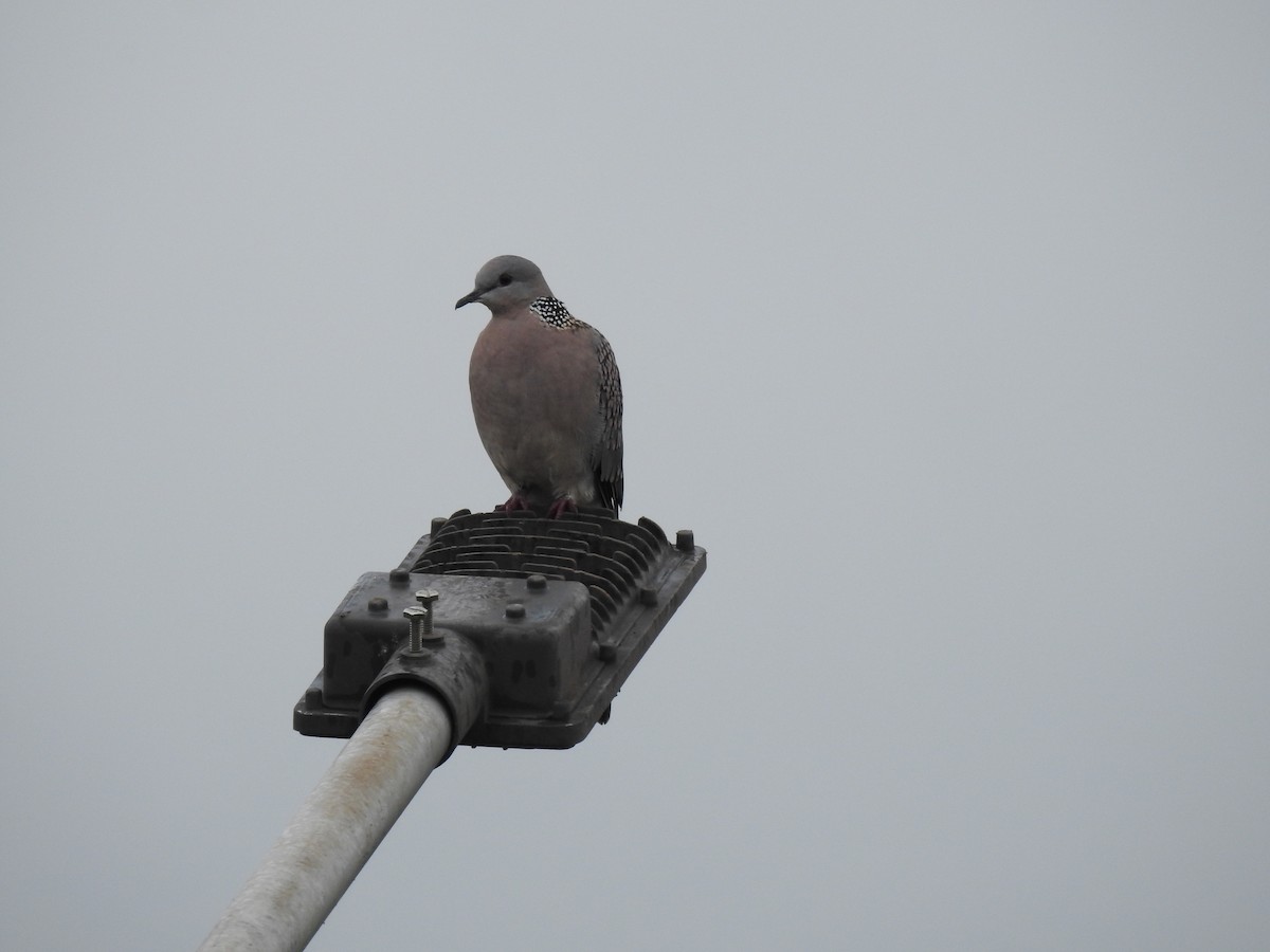Spotted Dove - ML621626820