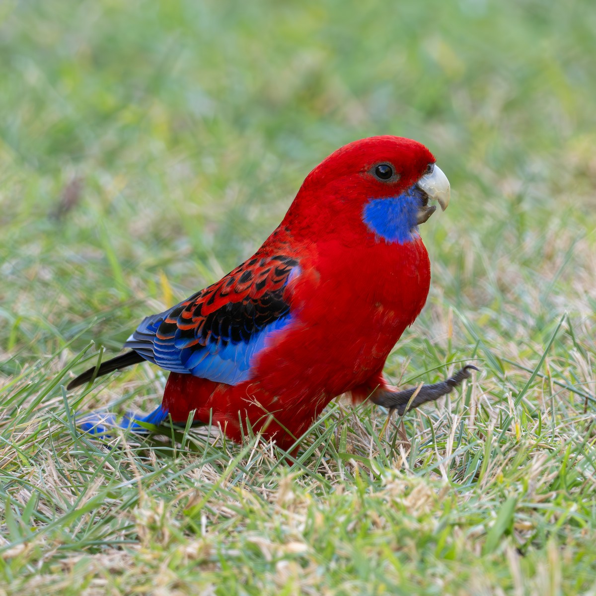 Crimson Rosella - ML621626841