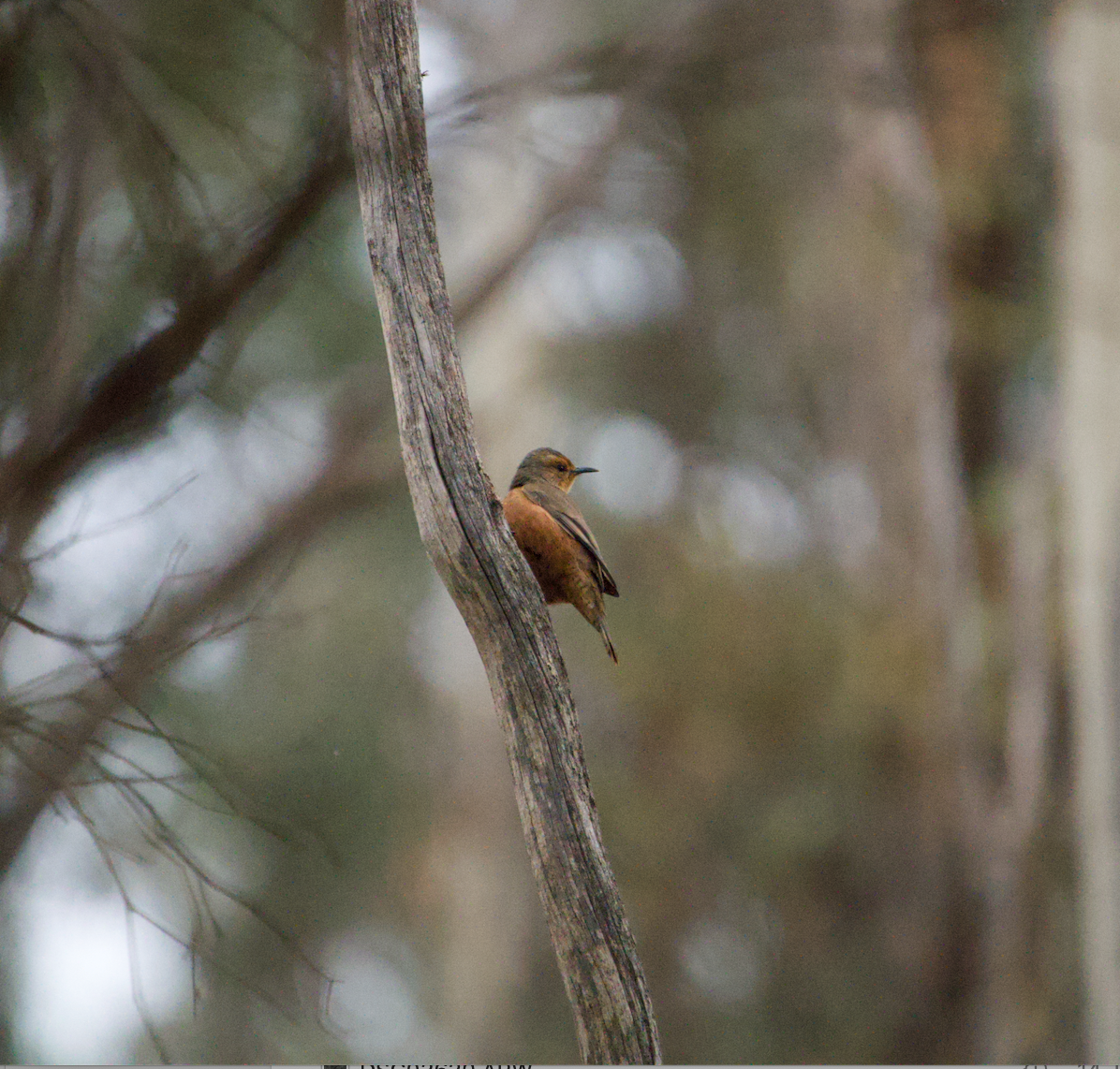 Rufous Treecreeper - ML621626842