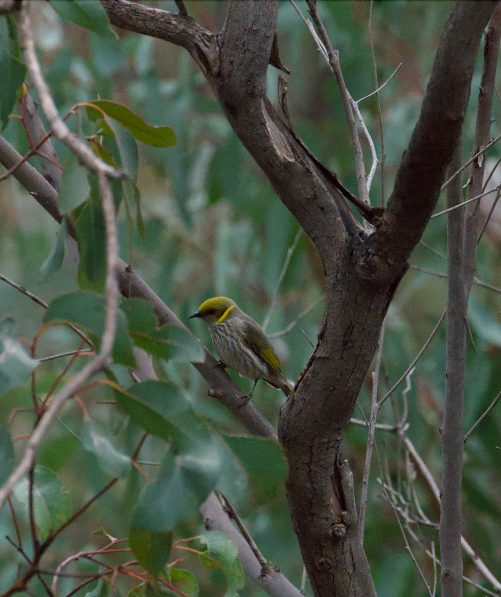 Yellow-plumed Honeyeater - ML621626843