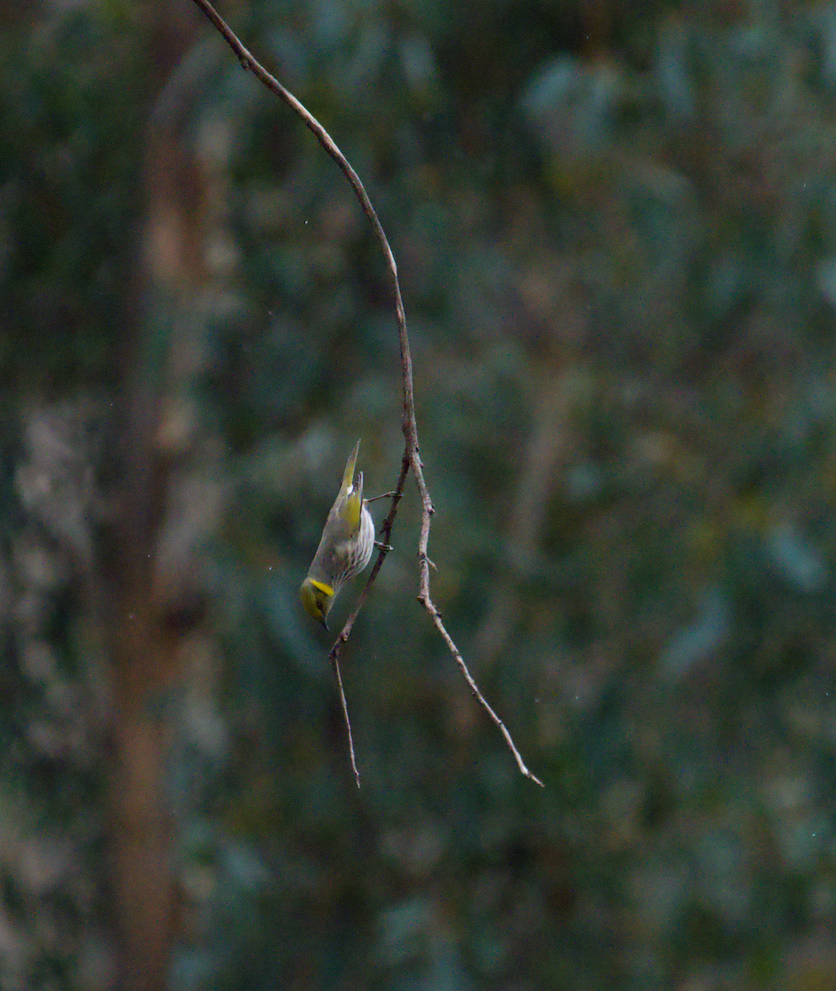 Yellow-plumed Honeyeater - ML621626844