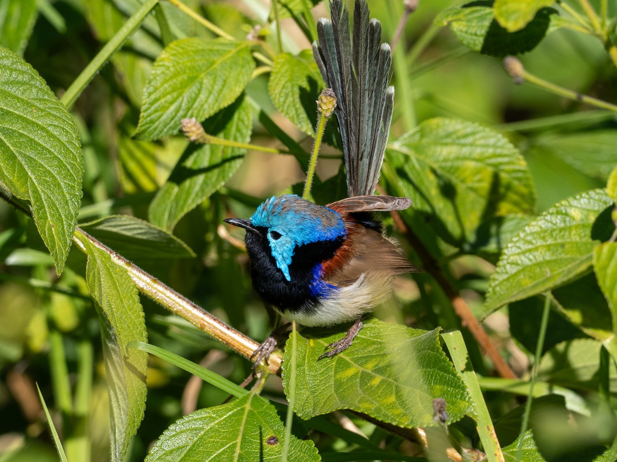 Variegated Fairywren - ML621626845