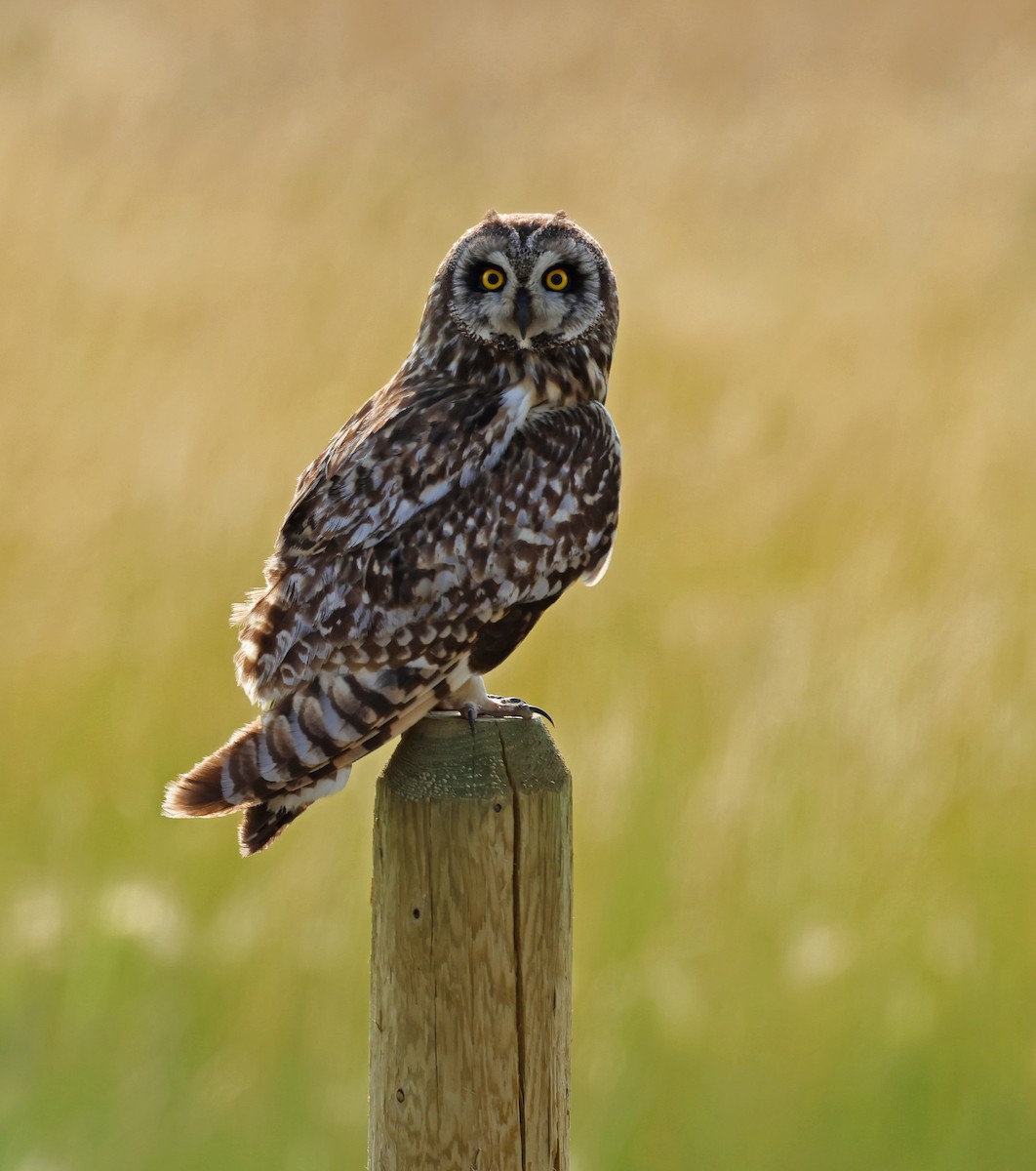 Short-eared Owl - ML621626857