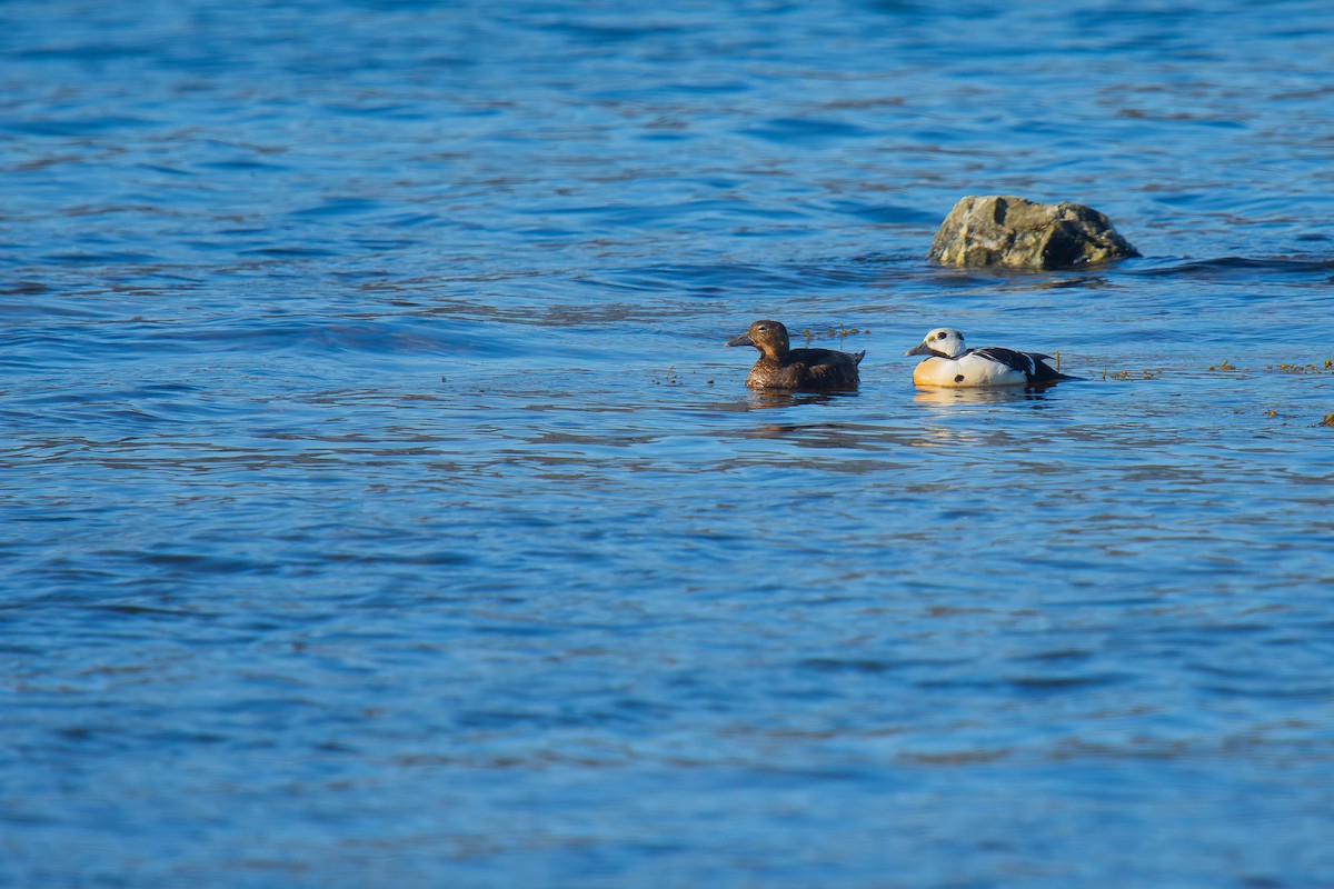 Steller's Eider - ML621626939