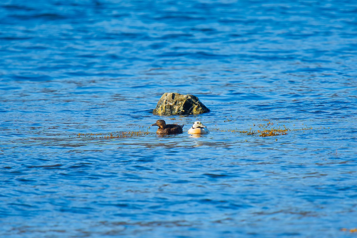 Steller's Eider - ML621626940