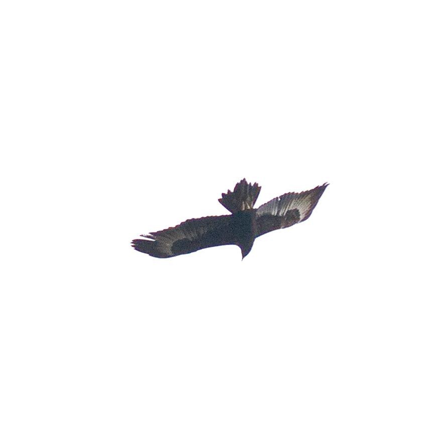 Wedge-tailed Eagle - ML621626965