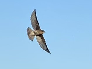 Northern Rough-winged Swallow - ML621626975