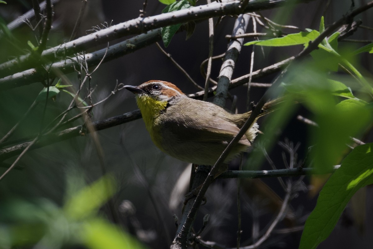 Rufous-capped Warbler (rufifrons Group) - ML621627063