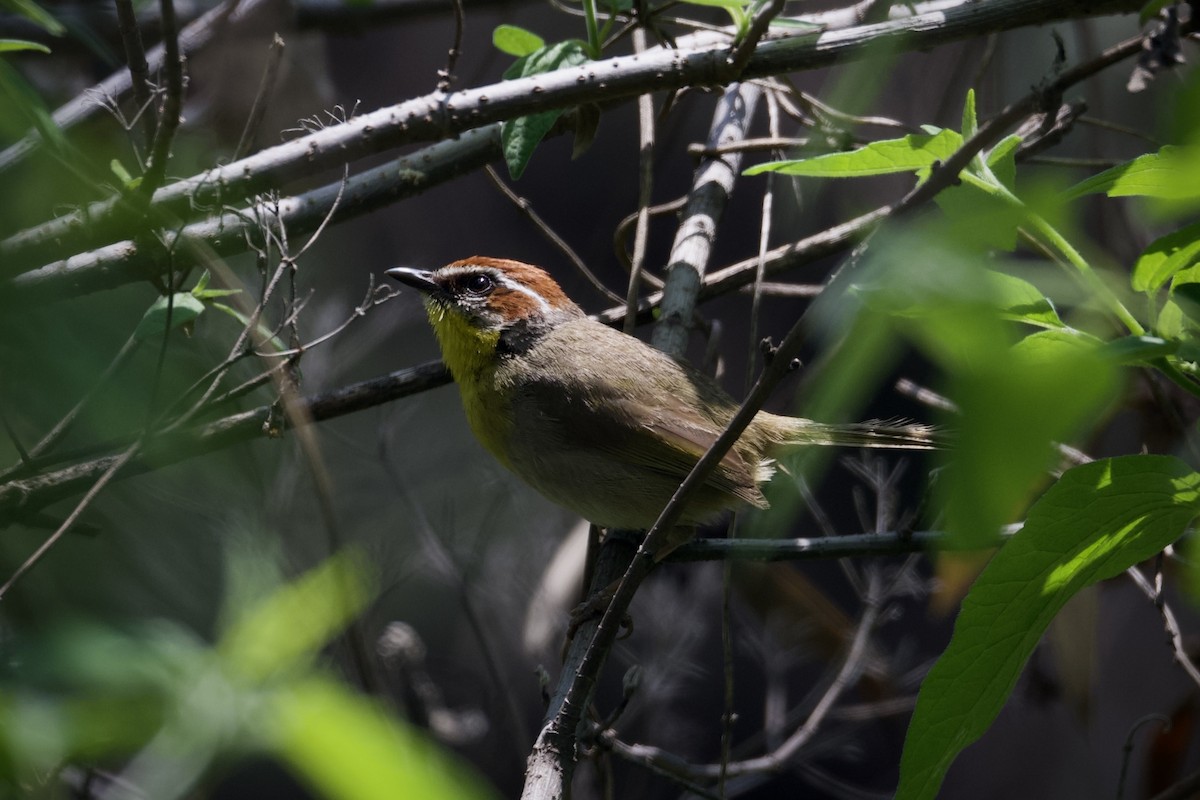 Rufous-capped Warbler (rufifrons Group) - ML621627064