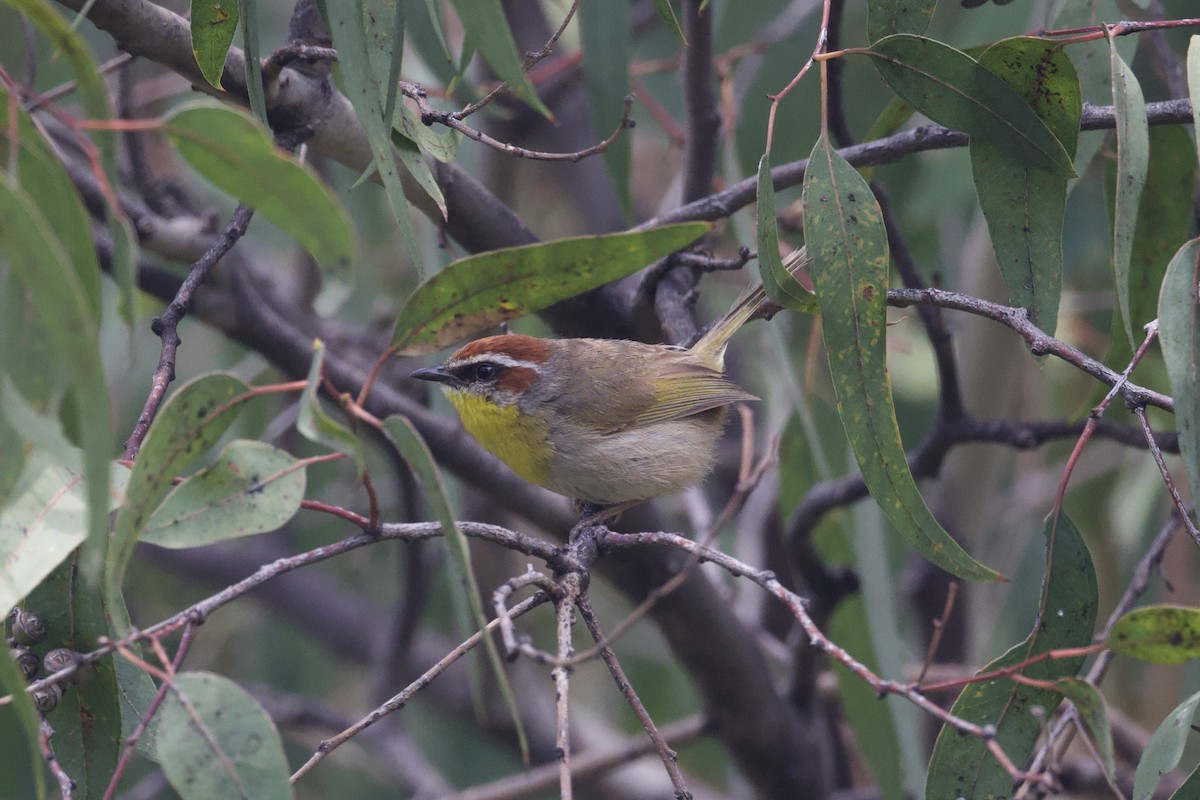 Rufous-capped Warbler (rufifrons Group) - ML621627066