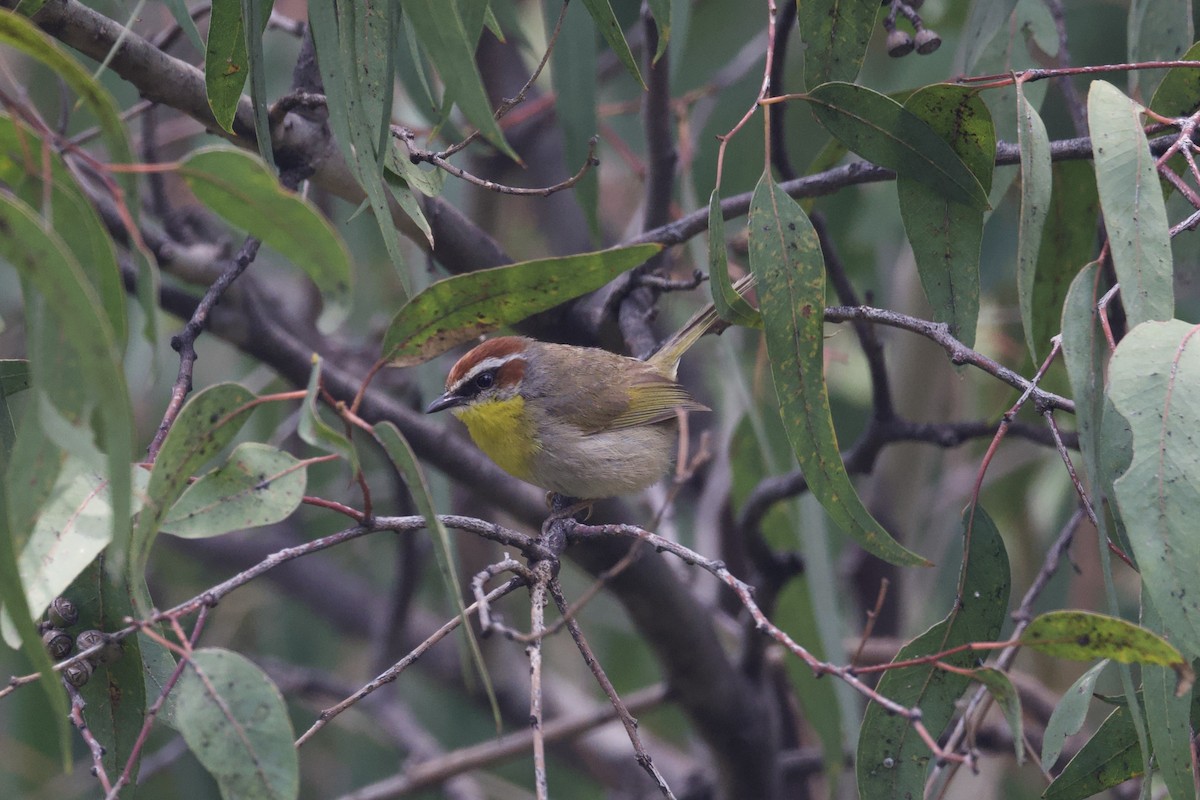 Rufous-capped Warbler (rufifrons Group) - ML621627067